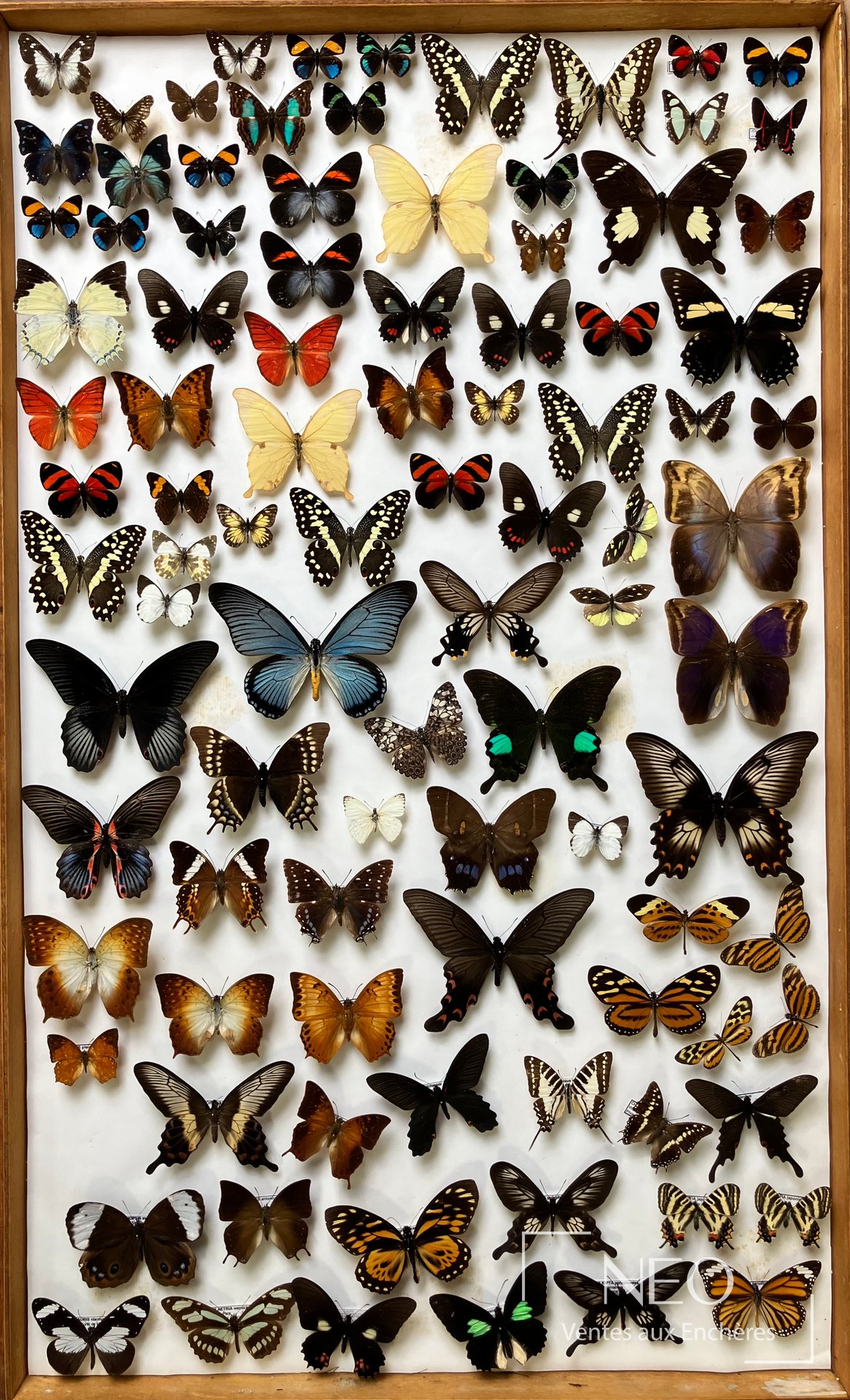 Ensemble de Rhopalocères avec Papilio zagreus et P. acdestis, boîte 97 x 60