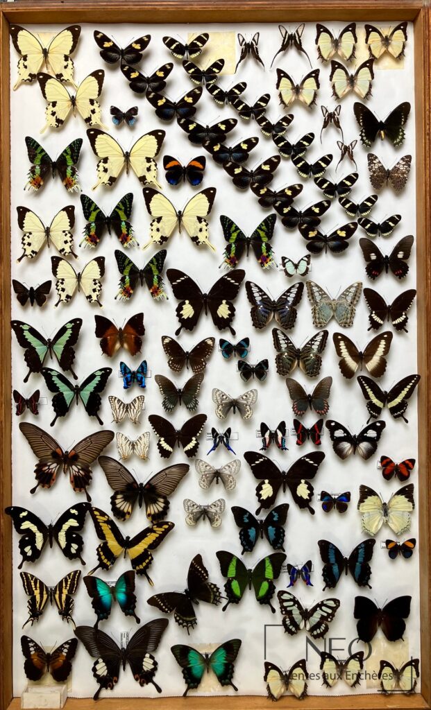 Boîte entomologique de papillons naturalisés sur fond blanc