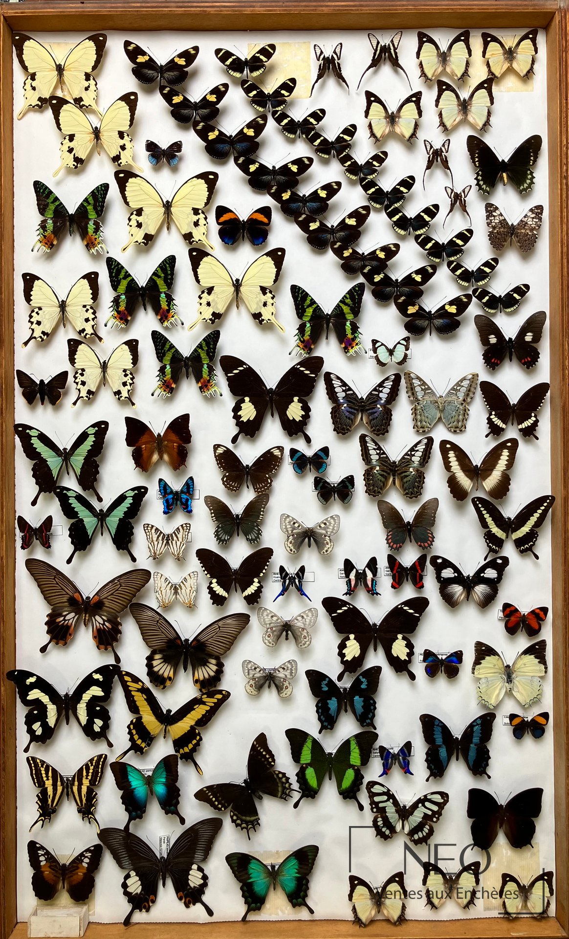 Ensemble de Rhopalocères Parnassius cephalus et P. acdestis, boîte entomologique