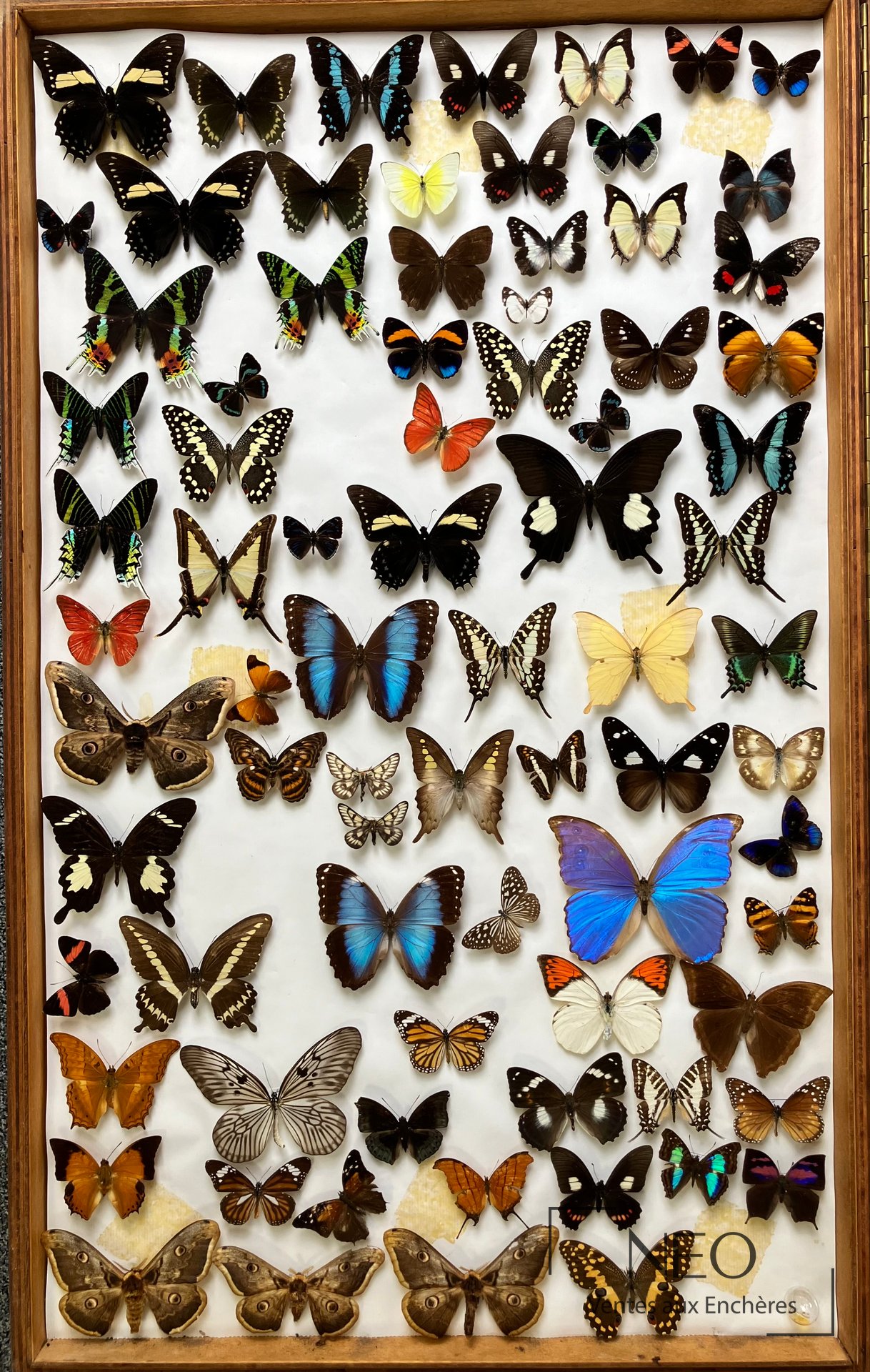 Ensemble de Rhopalocères et Hétérocères divers, boîte 97 x 60