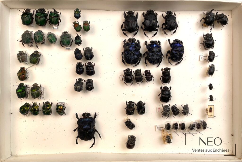Boîte entomologique avec scarabées épinglés de tailles variées