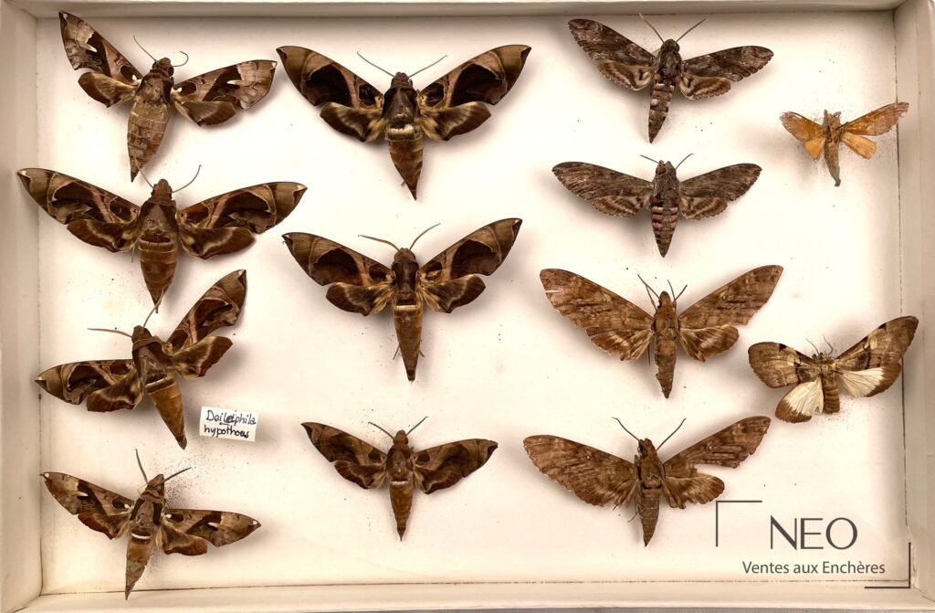 Boîte d'insectes naturalisés avec plusieurs Sphingidae disposés sur fond clair