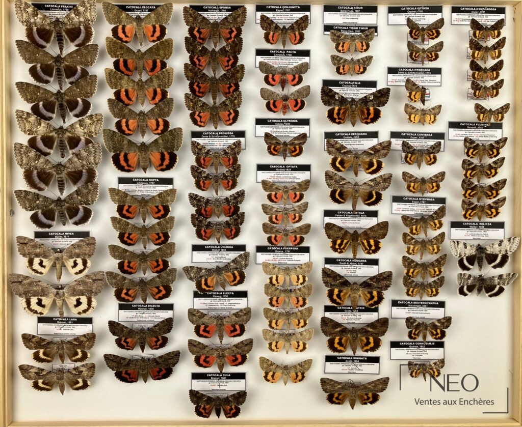 Boîte entomologique encadrée présentant de nombreux papillons de nuit disposés en série.