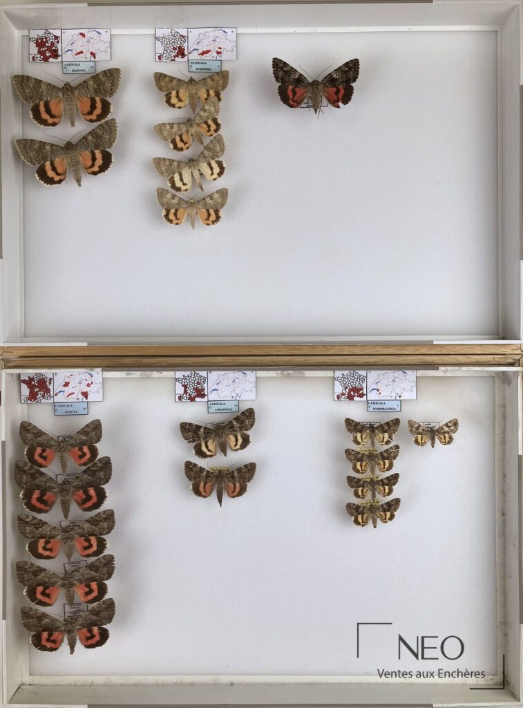 Vue d'ensemble d'une boîte entomologique contenant plusieurs papillons naturalisés.