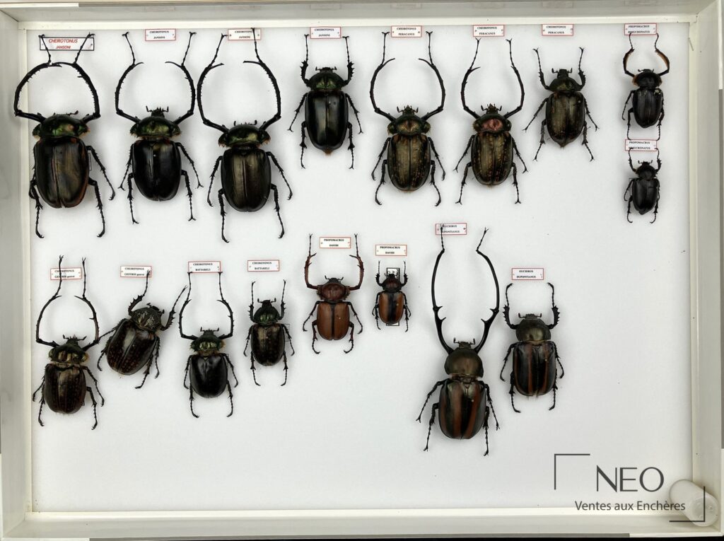 Boîte d'insectes naturalisés présentant plusieurs spécimens d'Euchiridae avec étiquettes