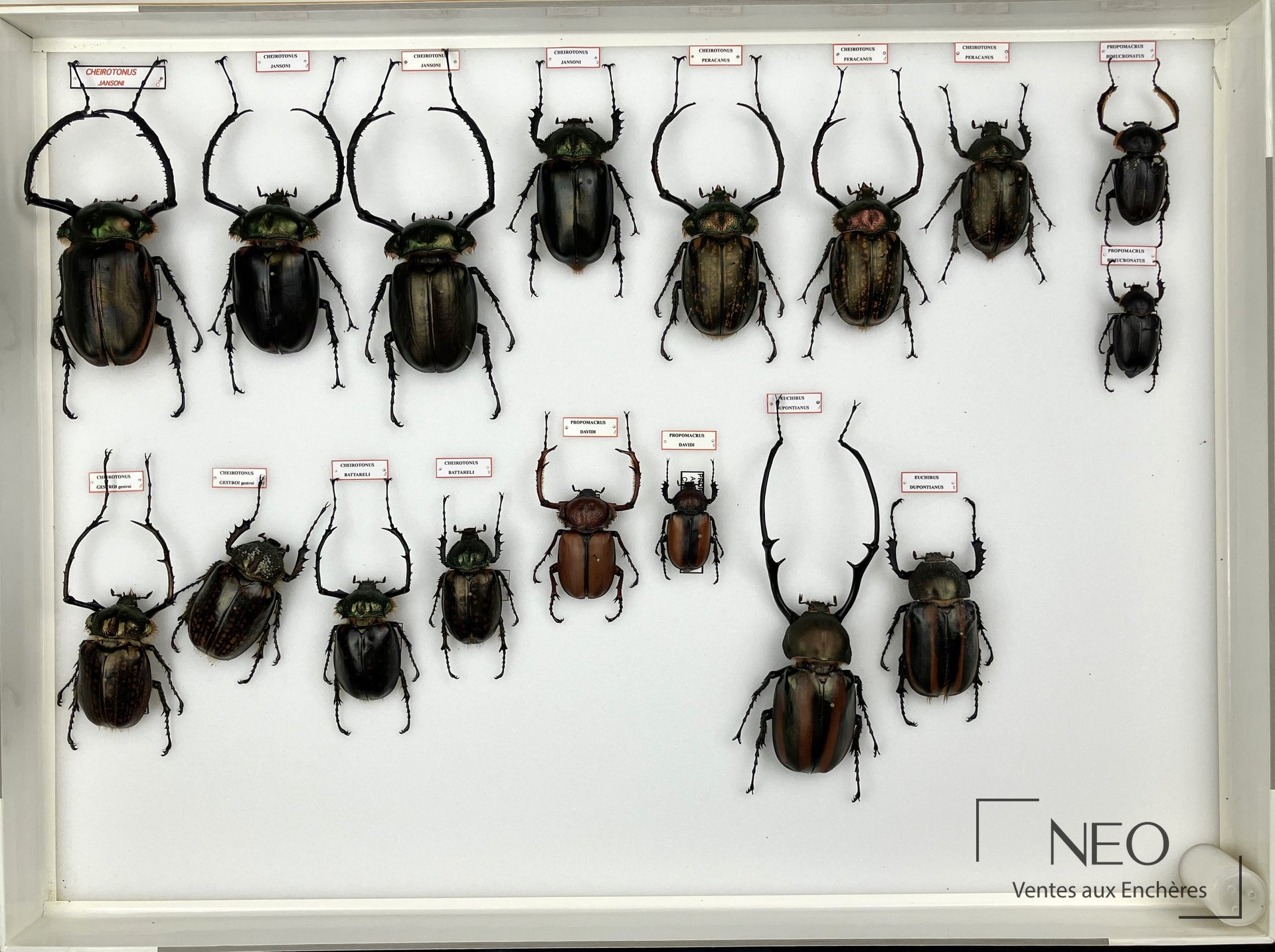 Boîte d'insectes naturalisés présentant plusieurs spécimens d'Euchiridae avec étiquettes