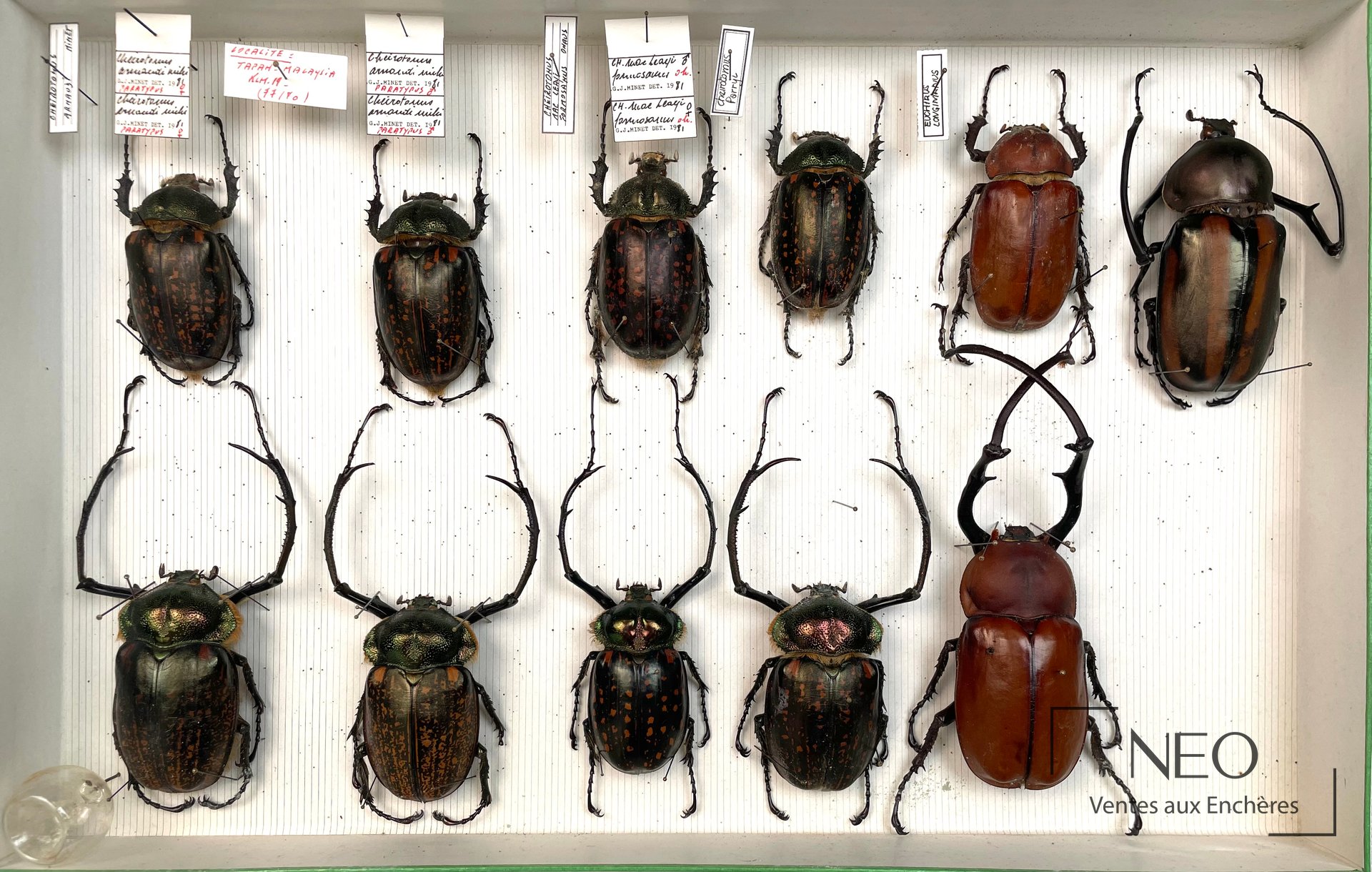 Boîte entomologique montrant plusieurs coléoptères Euchiridae disposés et épinglés.