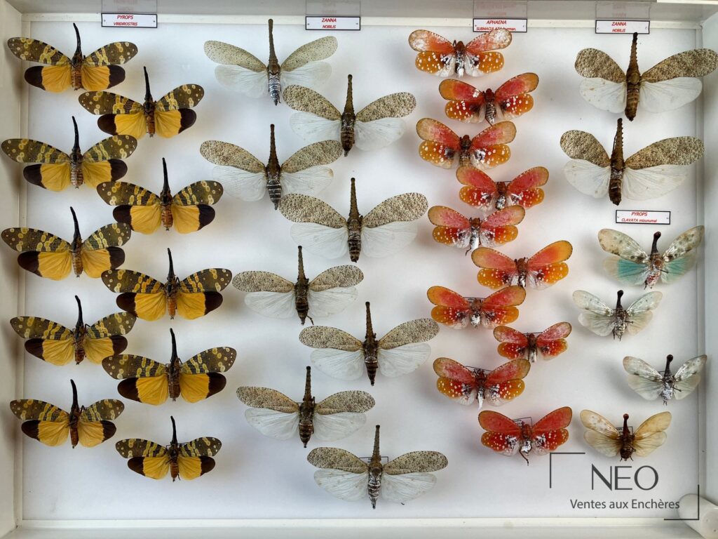 Boîte entomologique montrant plusieurs Fulgoridae exotiques aux ailes déployées.