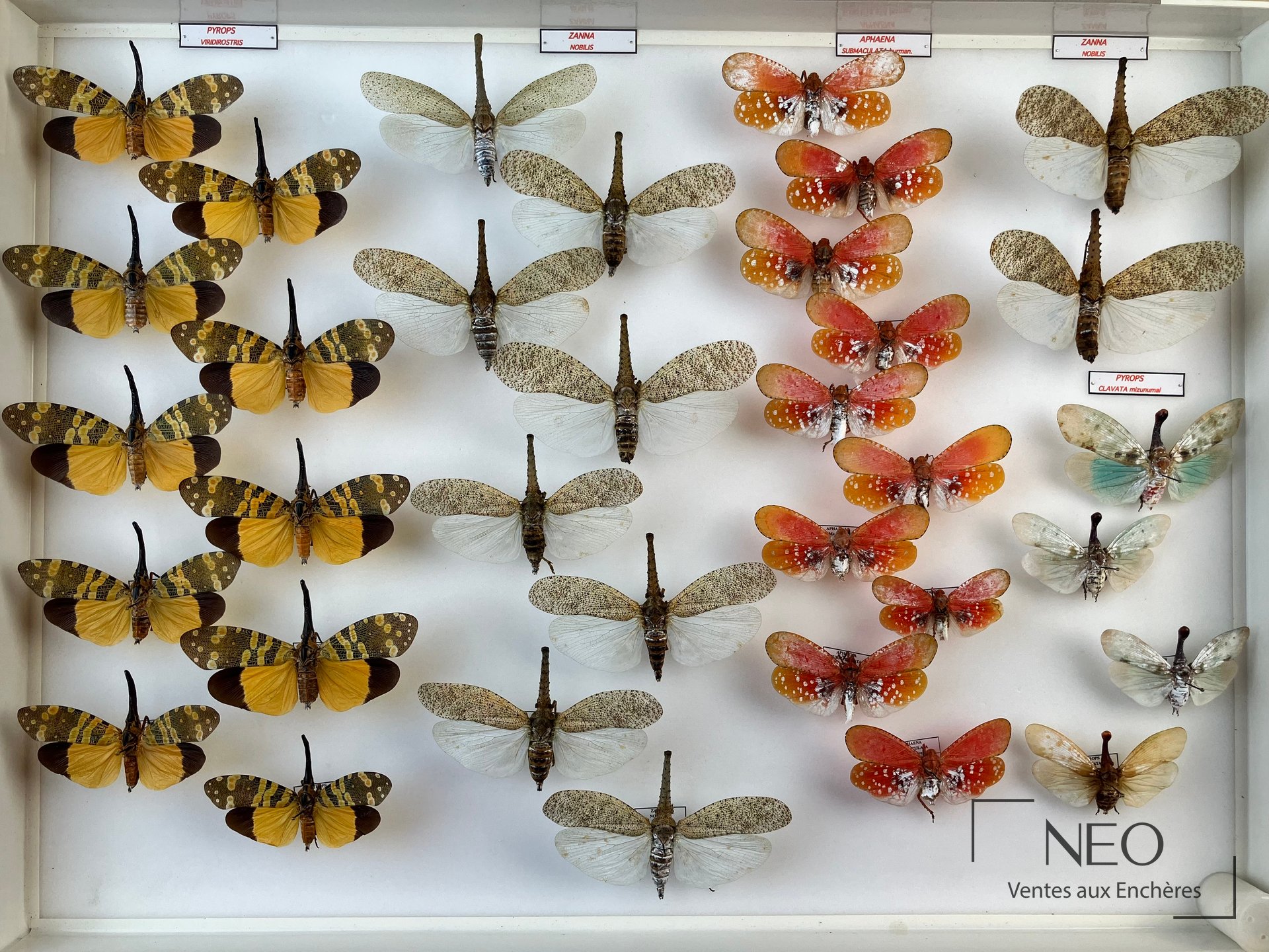 Boîte entomologique montrant plusieurs Fulgoridae exotiques aux ailes déployées.