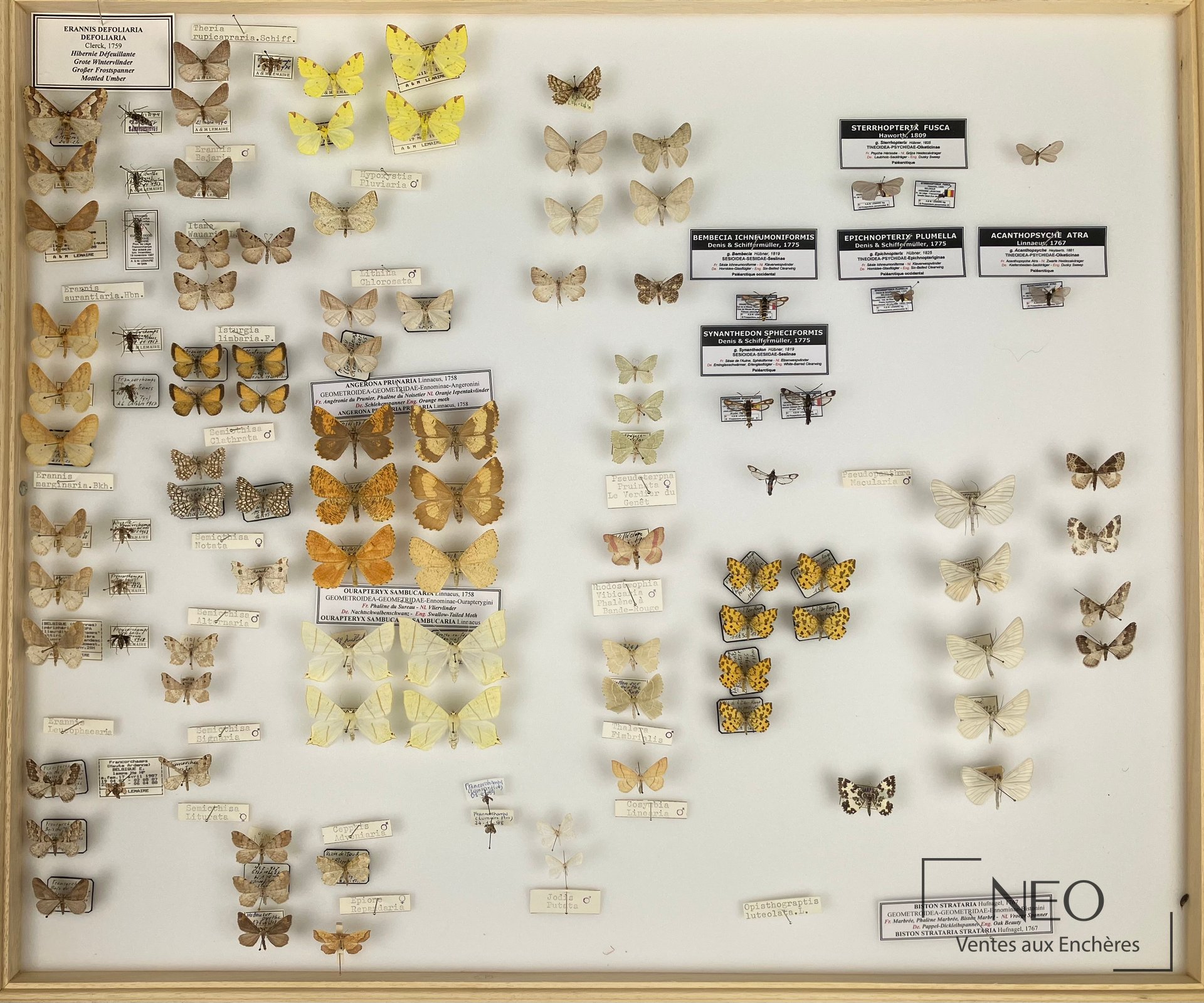 Boîte entomologique présentant de nombreux papillons épinglés et étiquetés