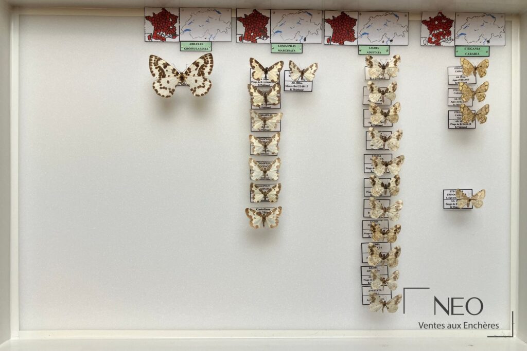 Boîte d'entomologie présentant plusieurs Geometridae épinglés sur fond clair