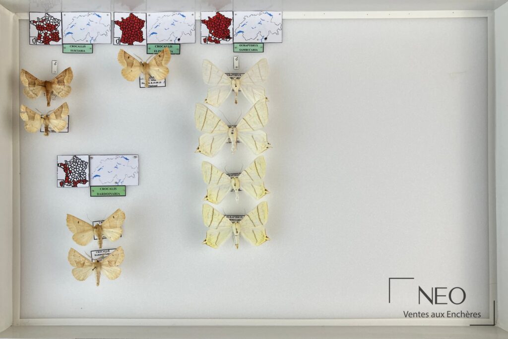 Boîte entomologique présentant plusieurs papillons de nuit épinglés et des étiquettes de répartition