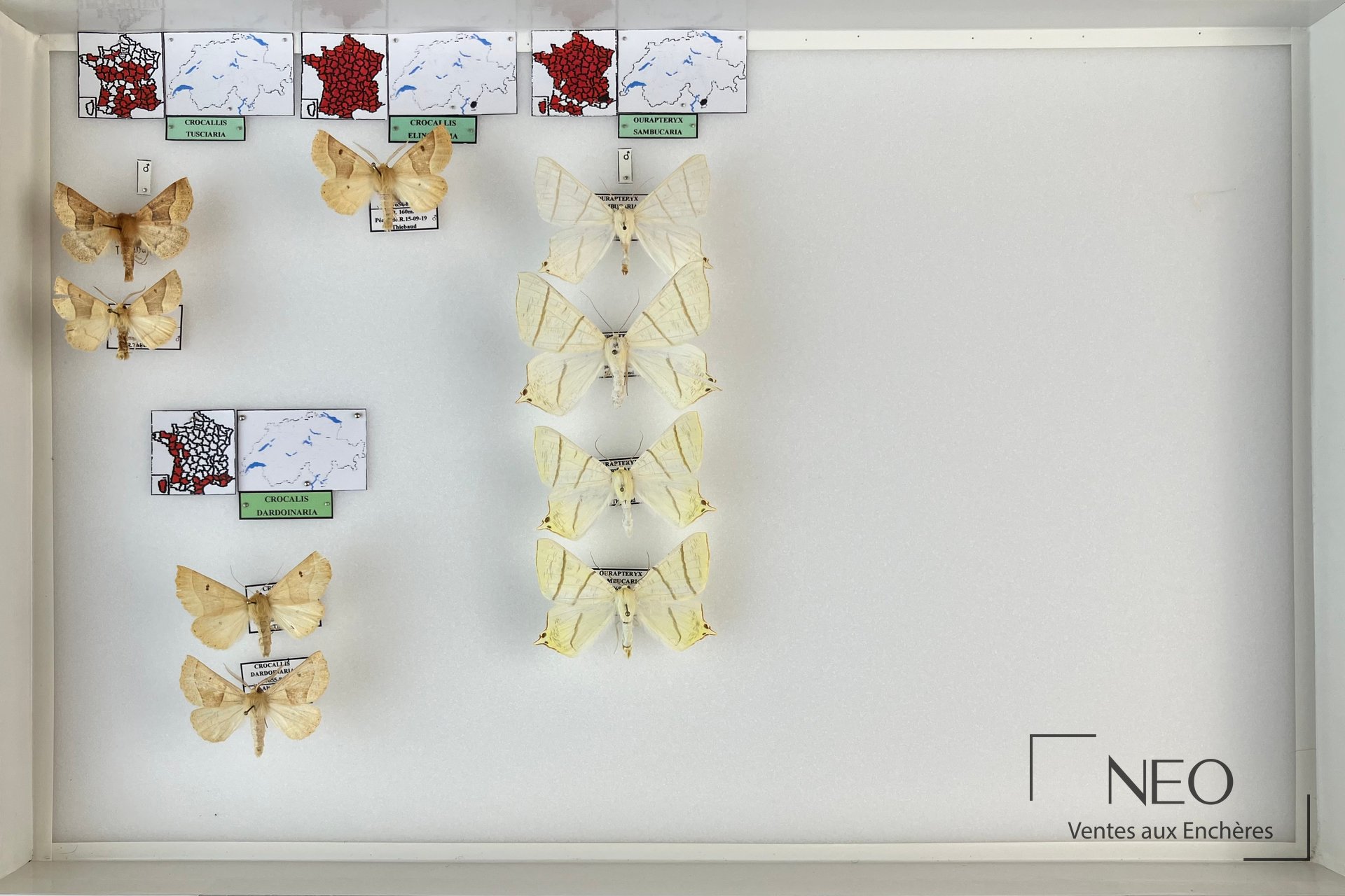 Boîte entomologique présentant plusieurs papillons de nuit épinglés et des étiquettes de répartition