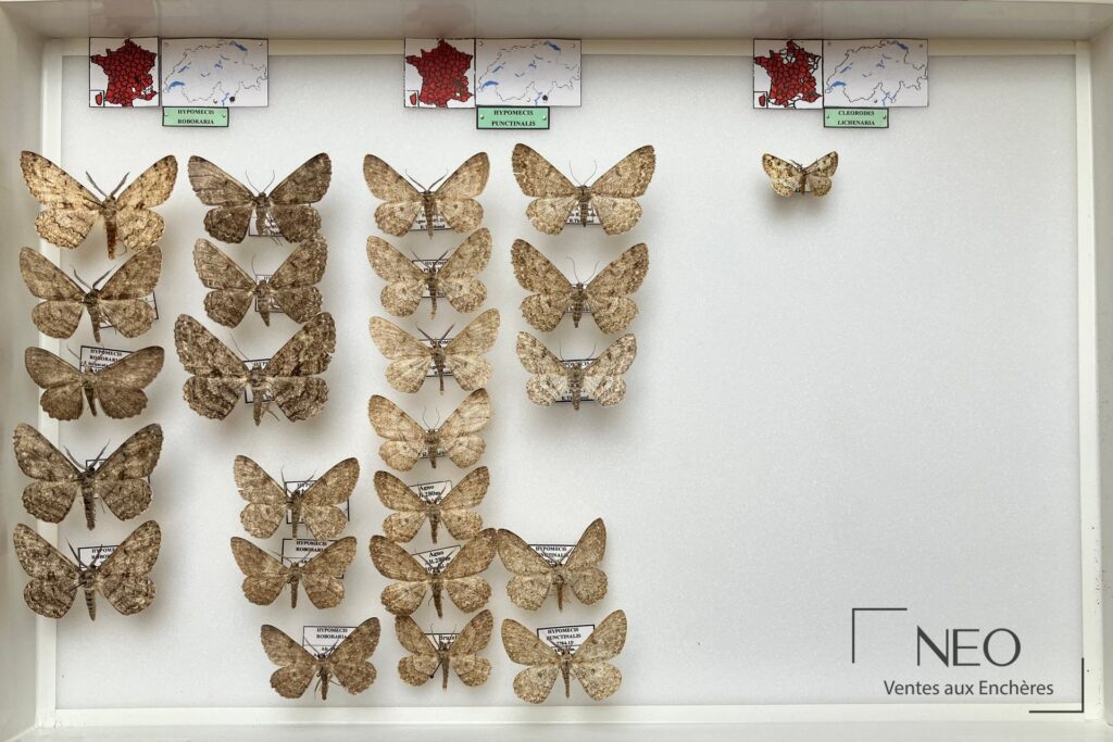 Boîte entomologique avec plusieurs papillons de nuit épinglés et étiquetés