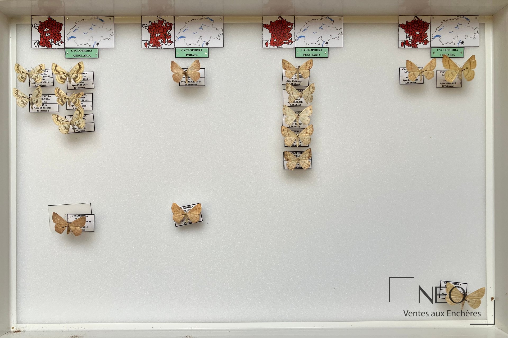 Boîte entomologique avec plusieurs papillons Geometridae montés et étiquetés