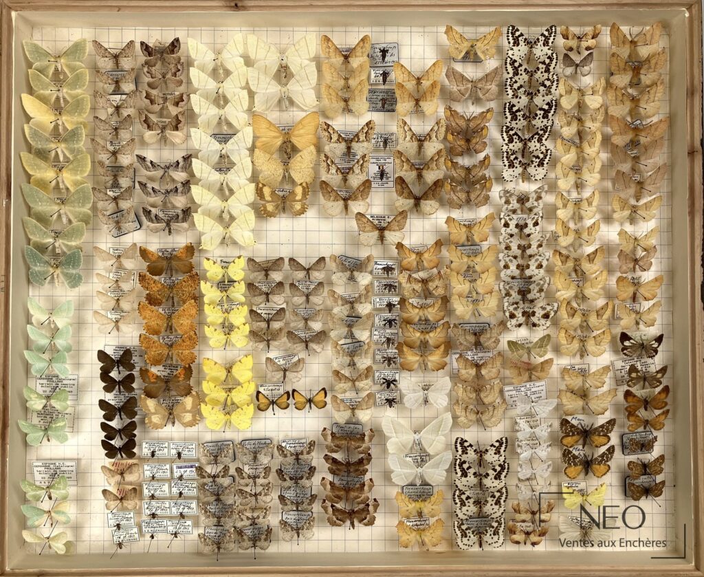 Ensemble de boîtes entomologiques avec papillons Geometridae classés sur quadrillage.