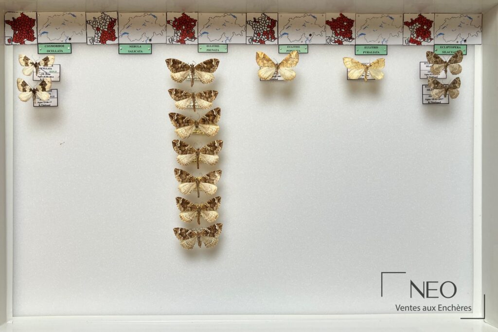 Boite d'insectes avec plusieurs papillons de nuit épinglés et étiquetés