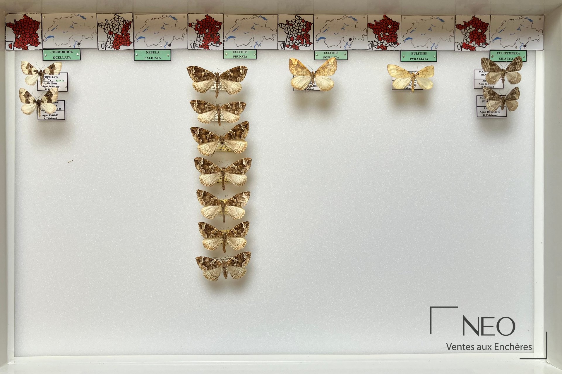 Boite d'insectes avec plusieurs papillons de nuit épinglés et étiquetés