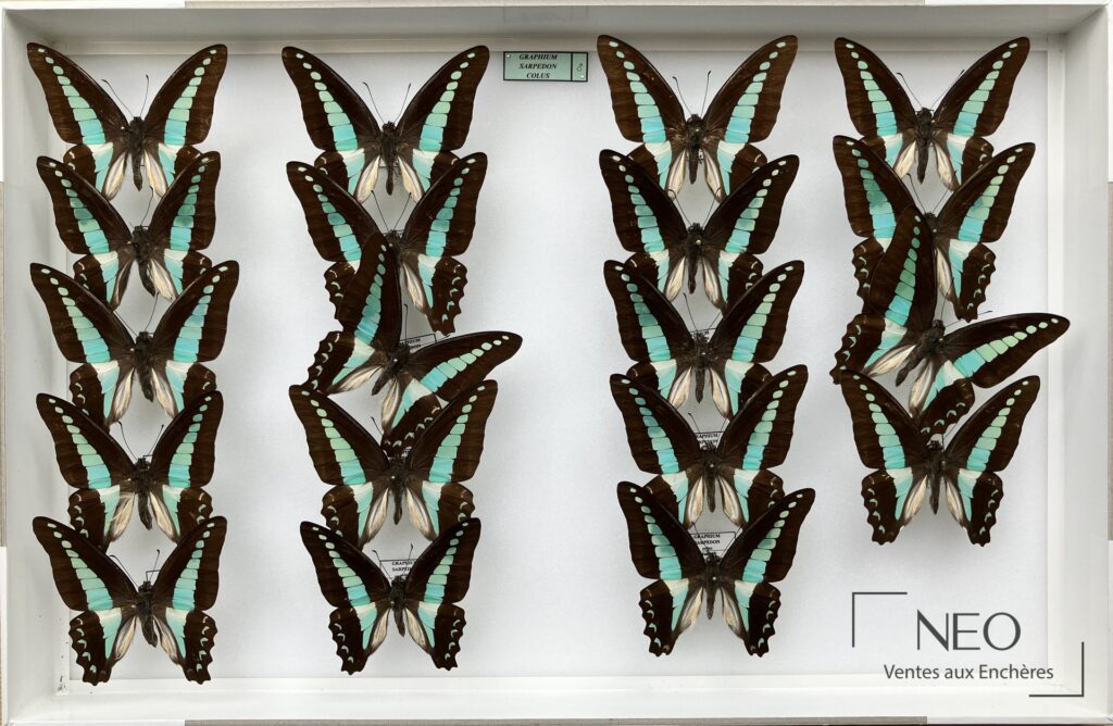 Boîte entomologique présentant plusieurs papillons Graphium disposés sur fond blanc