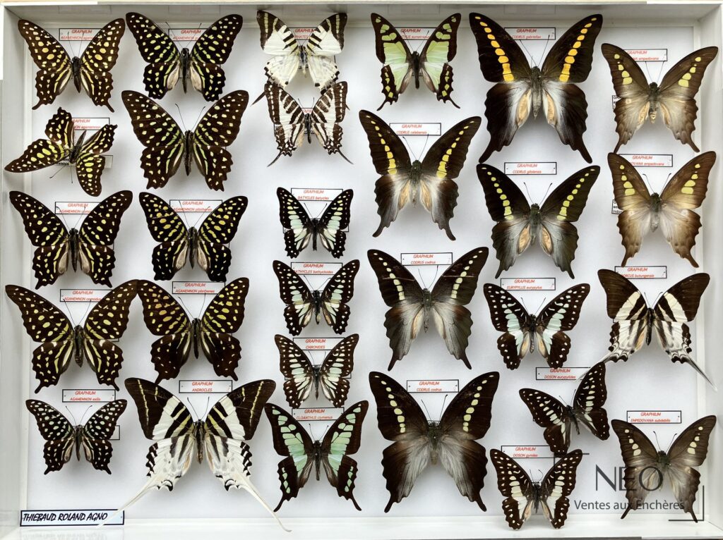 Deux boîtes de papillons Graphium naturalisés