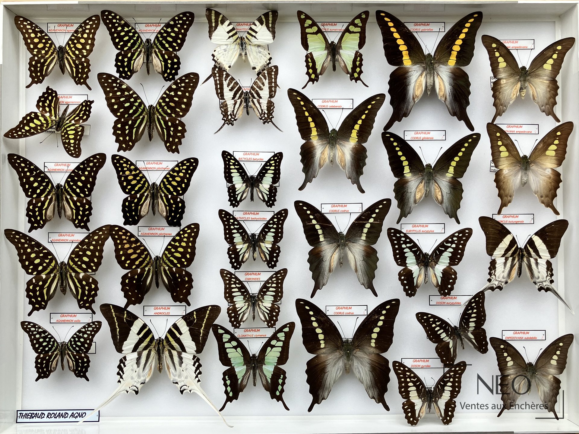 Deux boîtes de papillons Graphium naturalisés