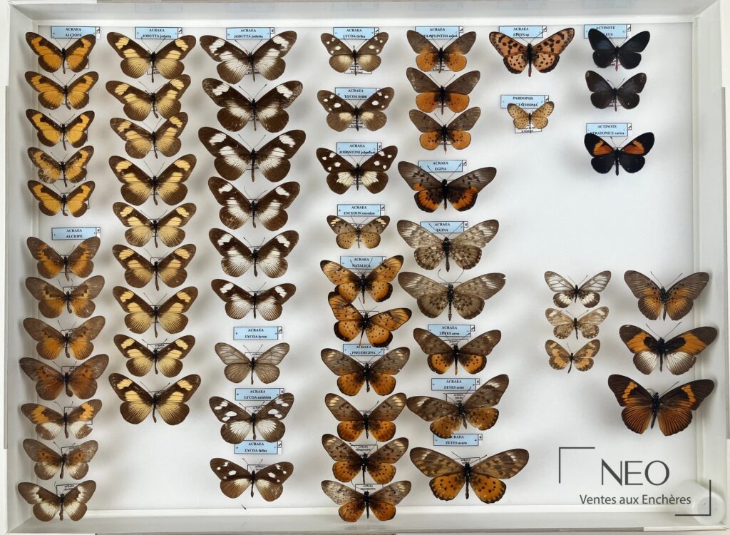 Vue d’ensemble de trois boîtes de papillons naturalisés africains