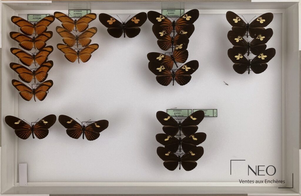 Vue d'ensemble de six boîtes entomologiques avec papillons Heliconiidae montés et étiquetés