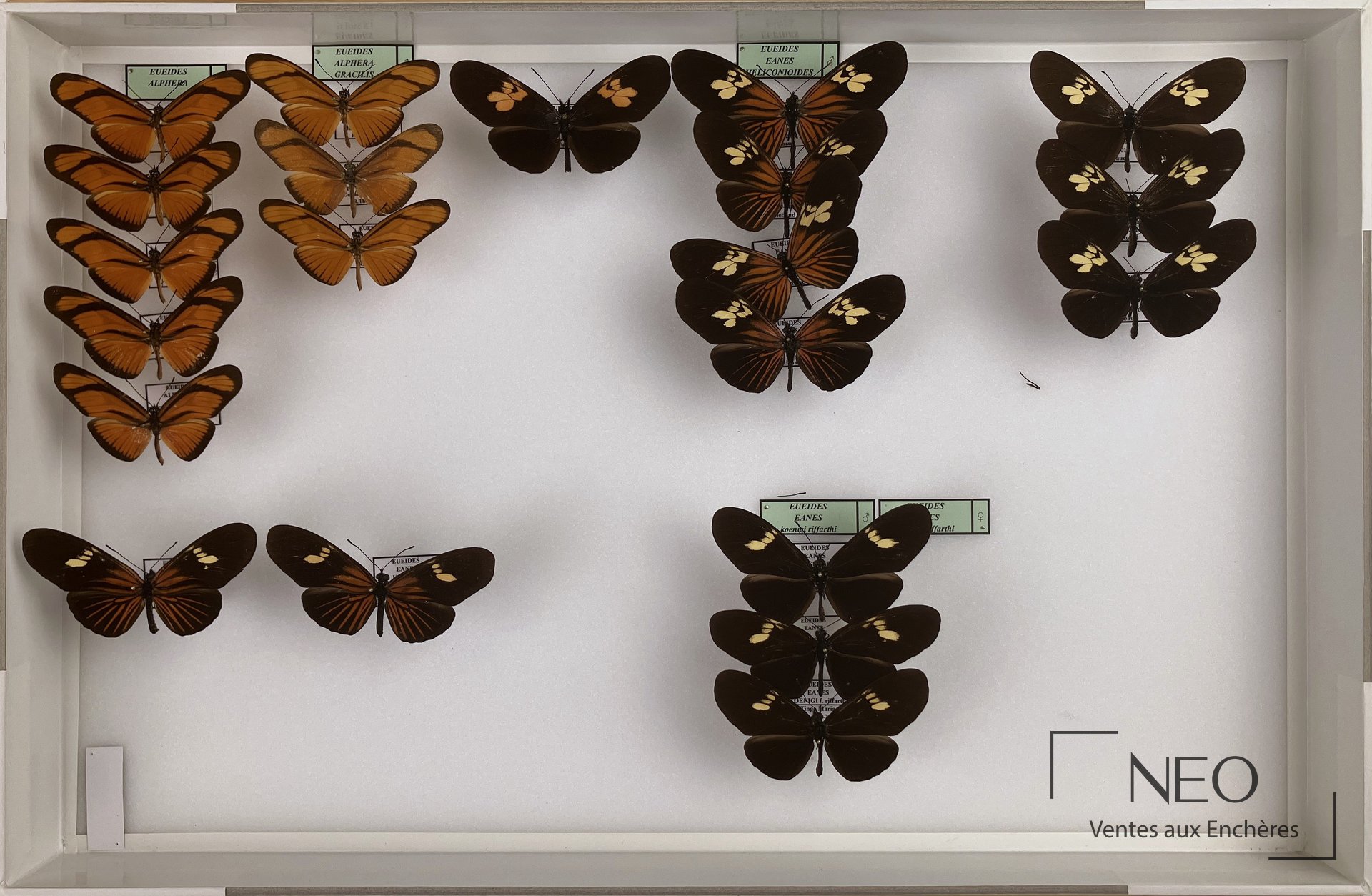 Vue d'ensemble de six boîtes entomologiques avec papillons Heliconiidae montés et étiquetés