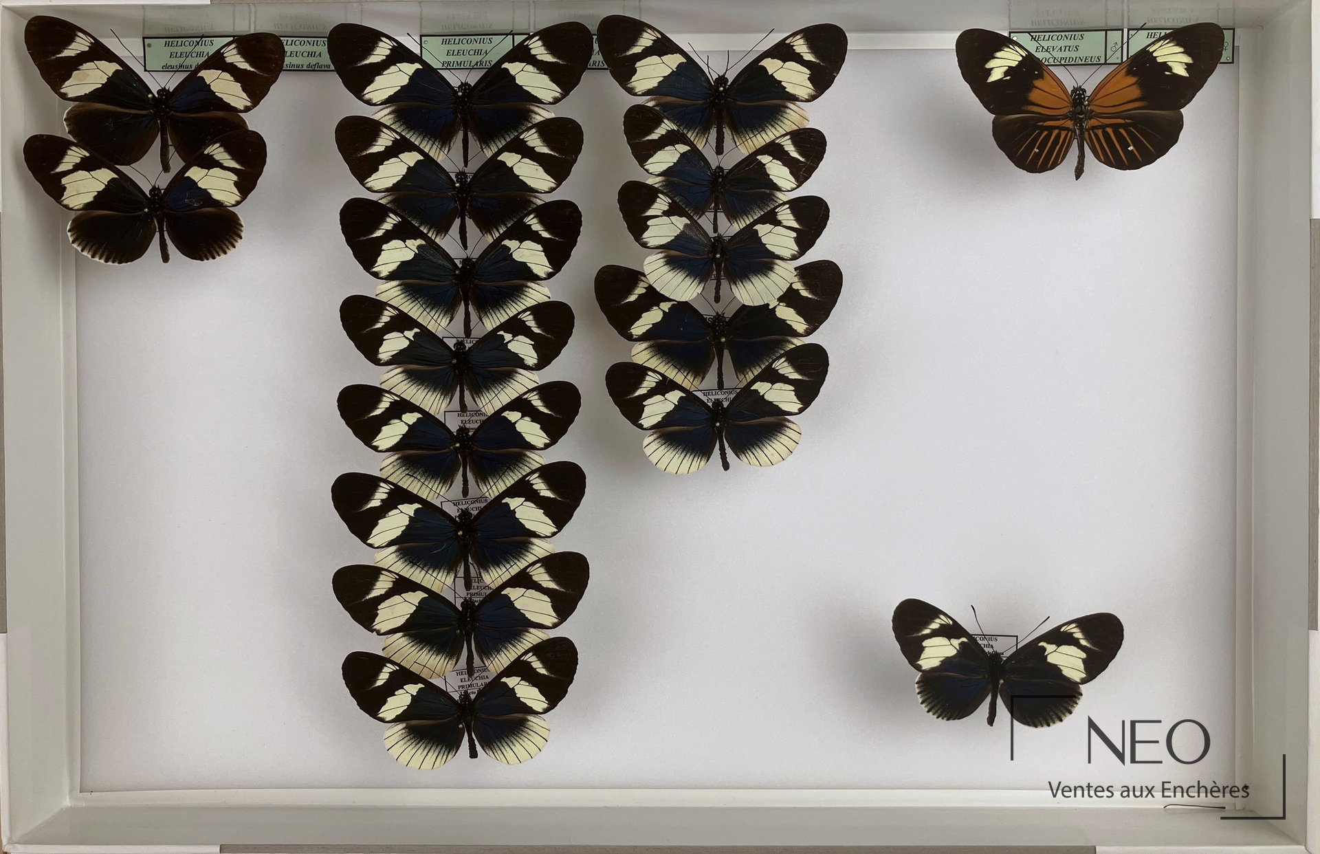 Boîte de papillons naturalisés Heliconiidae néotropicaux
