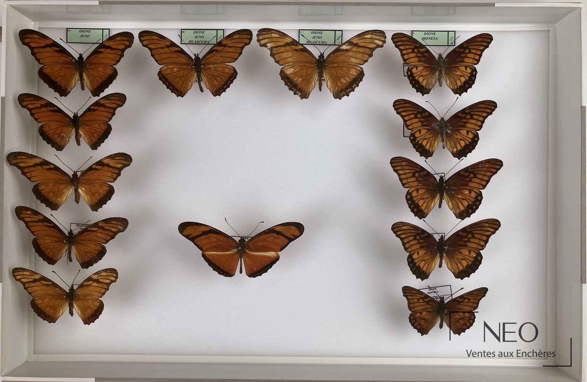 Boîte entomologique présentant plusieurs papillons Dione aux ailes orangées.