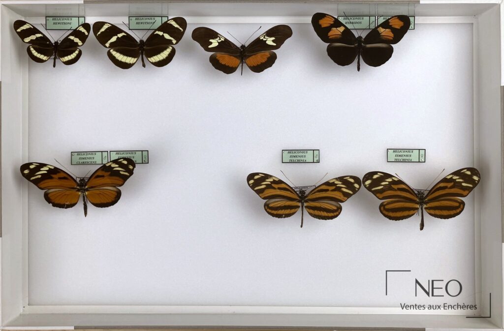 Vue d'ensemble de cinq boîtes d'Heliconiidae néotropicaux présentées sous verre