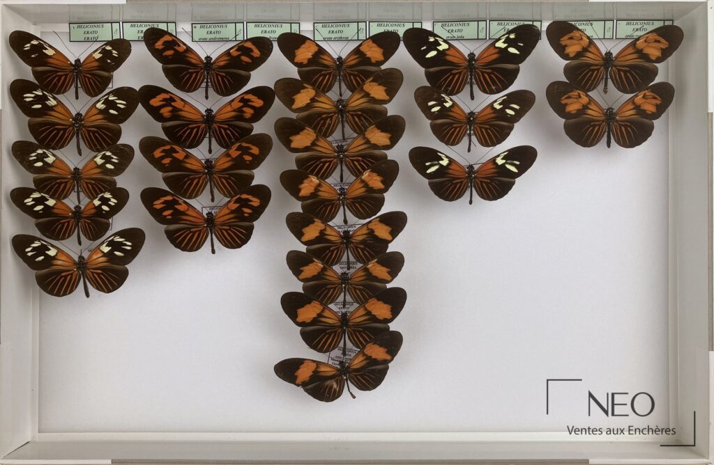 Ensemble de papillons Heliconius erato ssp présenté en six boîtes sur fond blanc