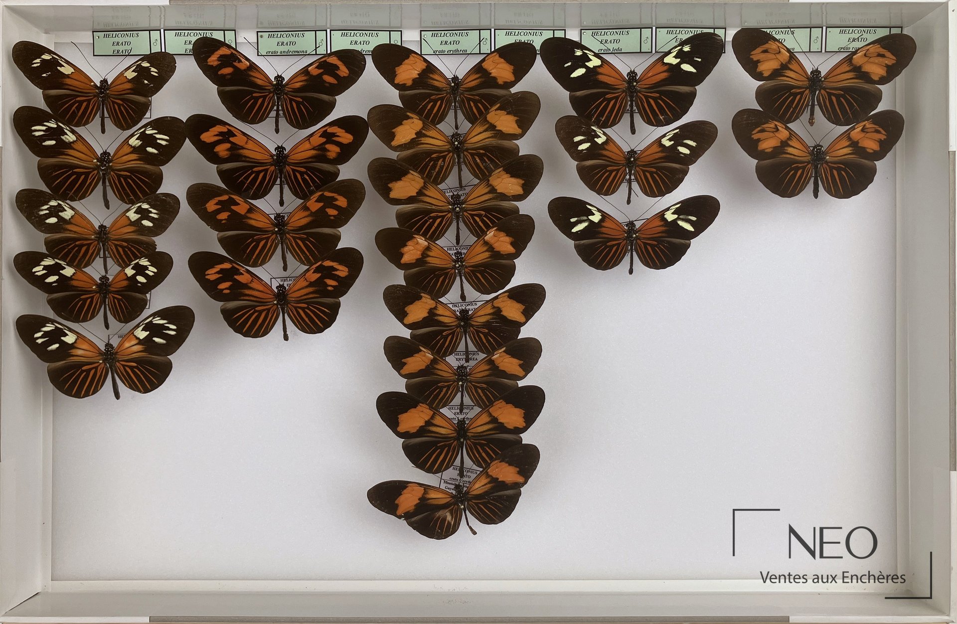 Ensemble de papillons Heliconius erato ssp présenté en six boîtes sur fond blanc