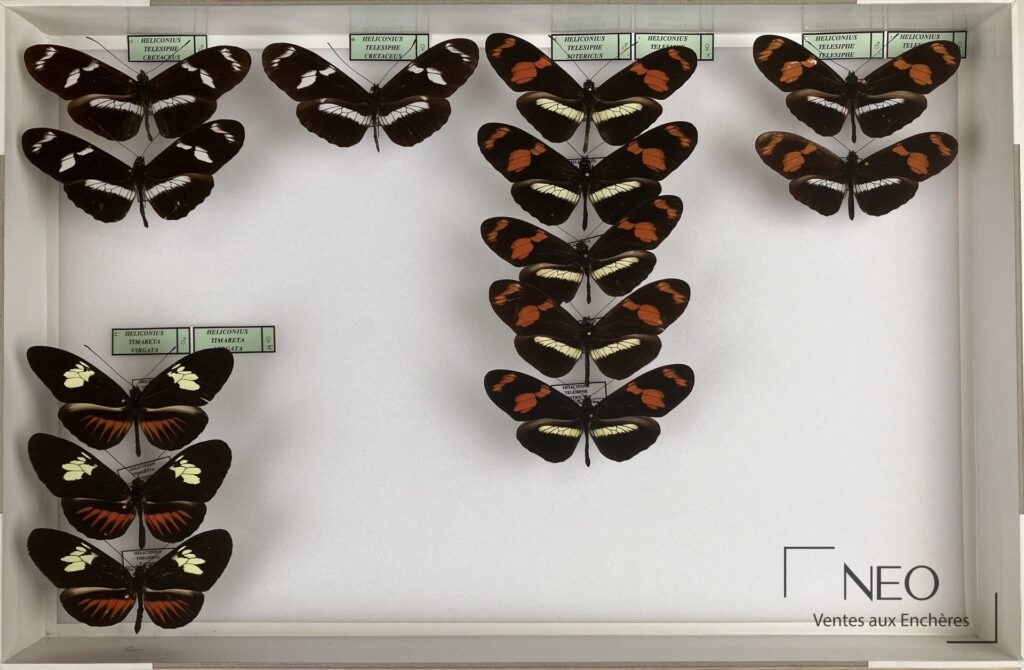 Huit boîtes entomologiques de papillons Heliconius disposées sous verre