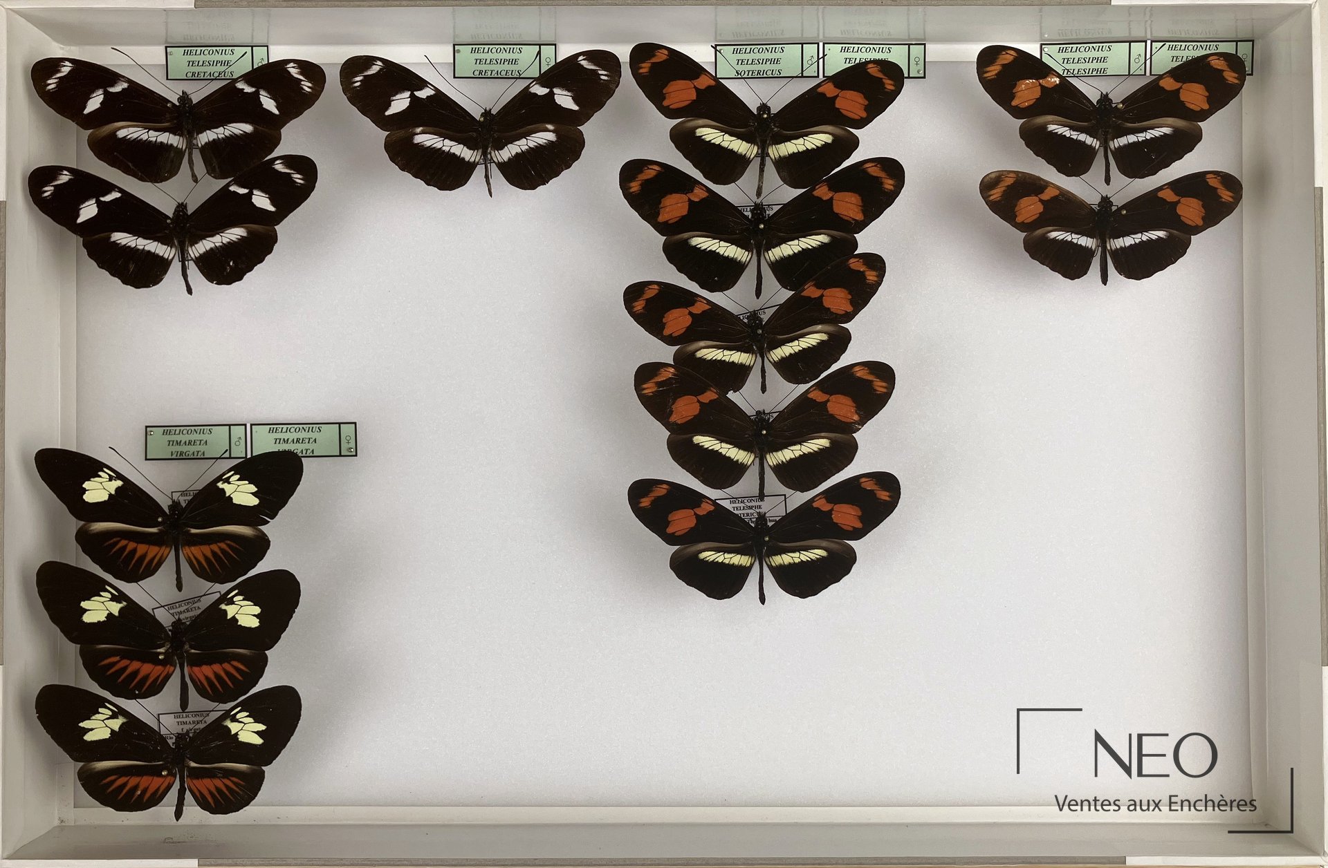 Huit boîtes entomologiques de papillons Heliconius disposées sous verre