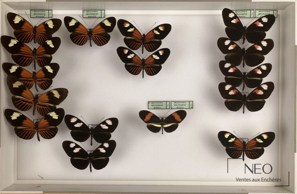 Boîte entomologique avec papillons Heliconius melpomene disposés sur fond clair