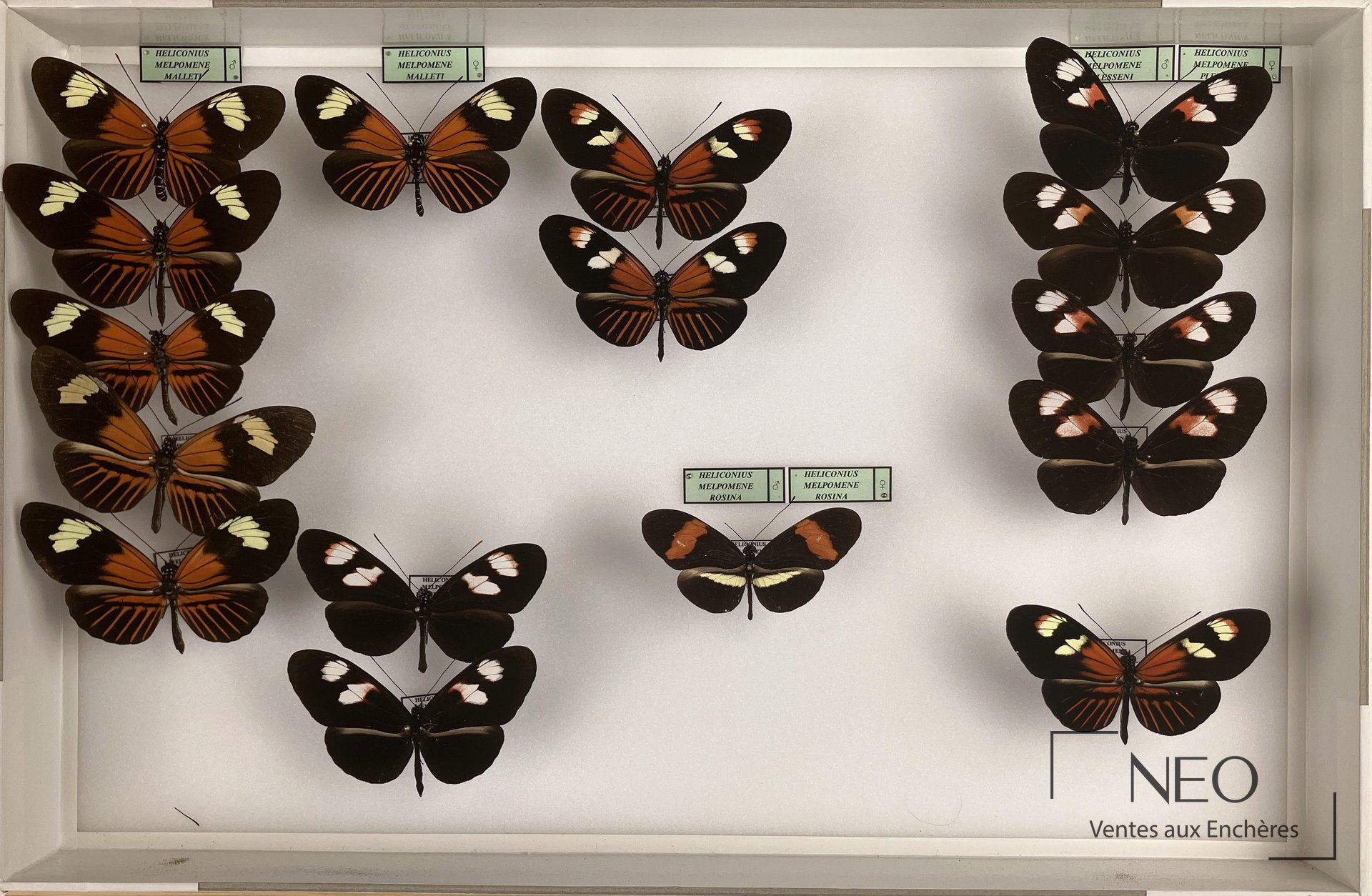 Boîte entomologique avec papillons Heliconius melpomene disposés sur fond clair