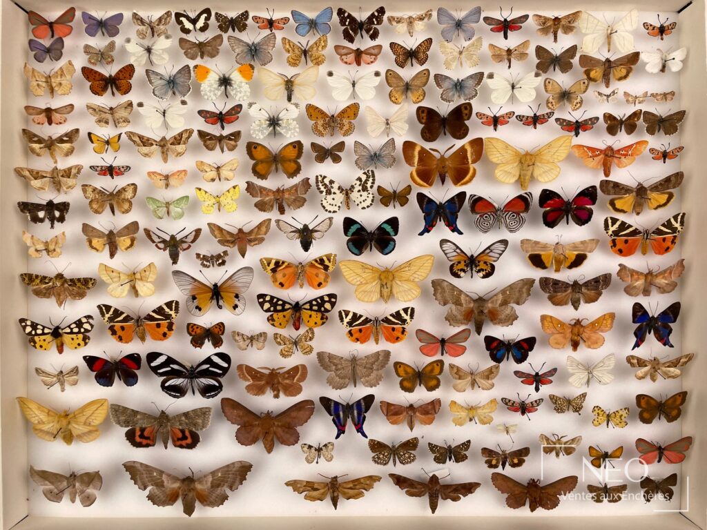 Grande boîte vitrée remplie de papillons naturalisés aux ailes déployées