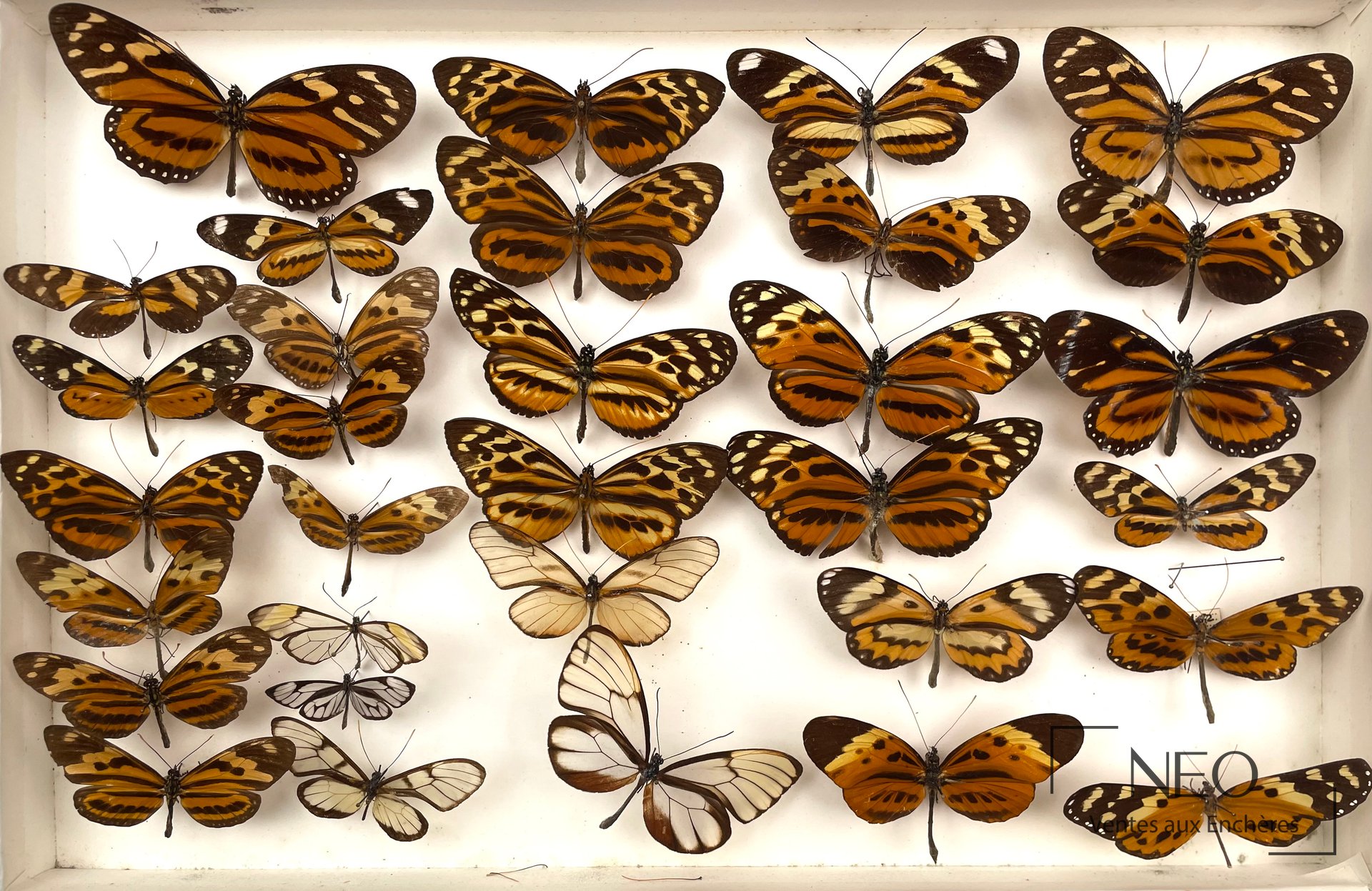 Boîte de papillons naturalisés Heliconius et divers
