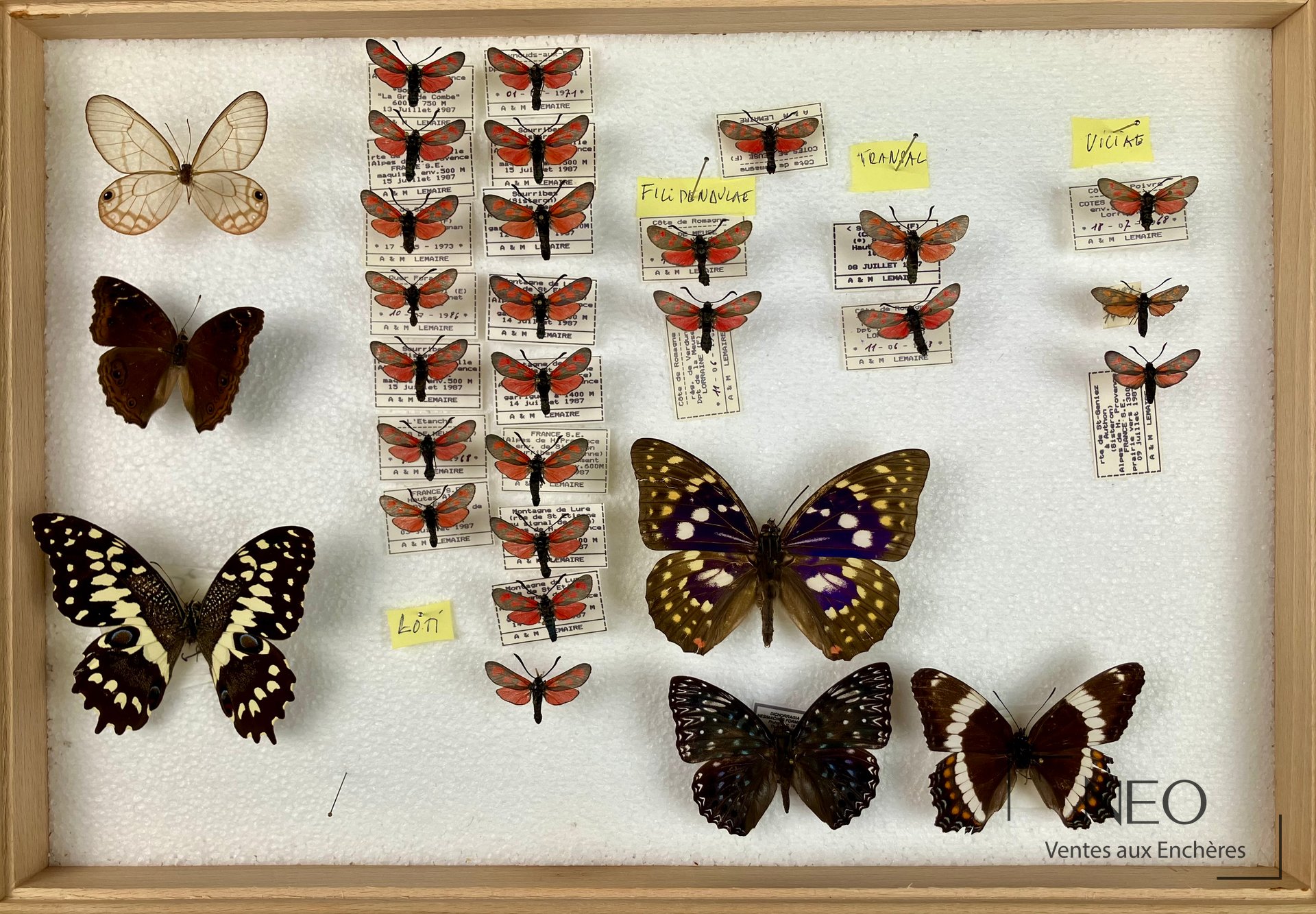 Boîte entomologique avec plusieurs papillons montés sur fond blanc.