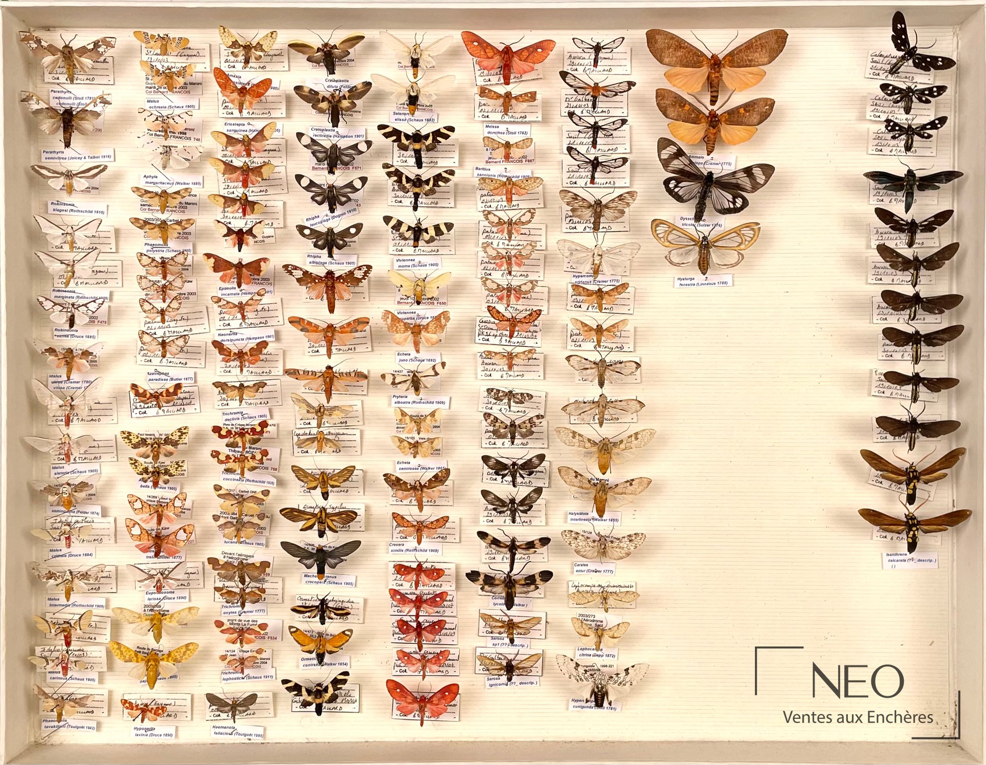 Vue d'ensemble d'une boîte entomologique présentant de nombreux papillons naturalisés et étiquetés