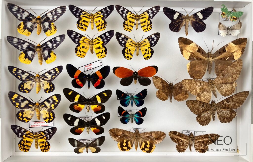 Ensemble de boîtes d'hétérocères exotiques présentées sous verre