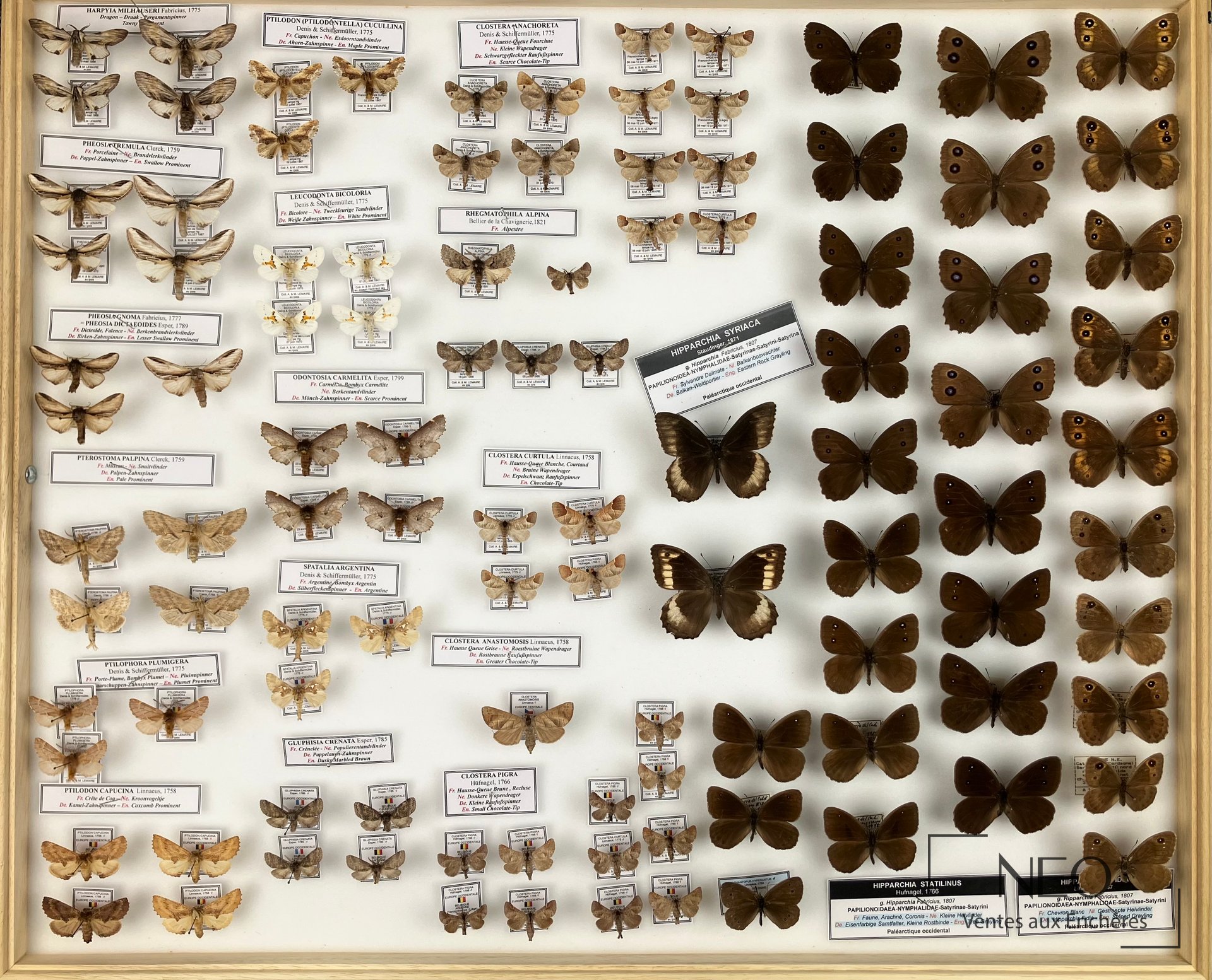 Quatre boîtes entomologiques présentées en vue d'ensemble
