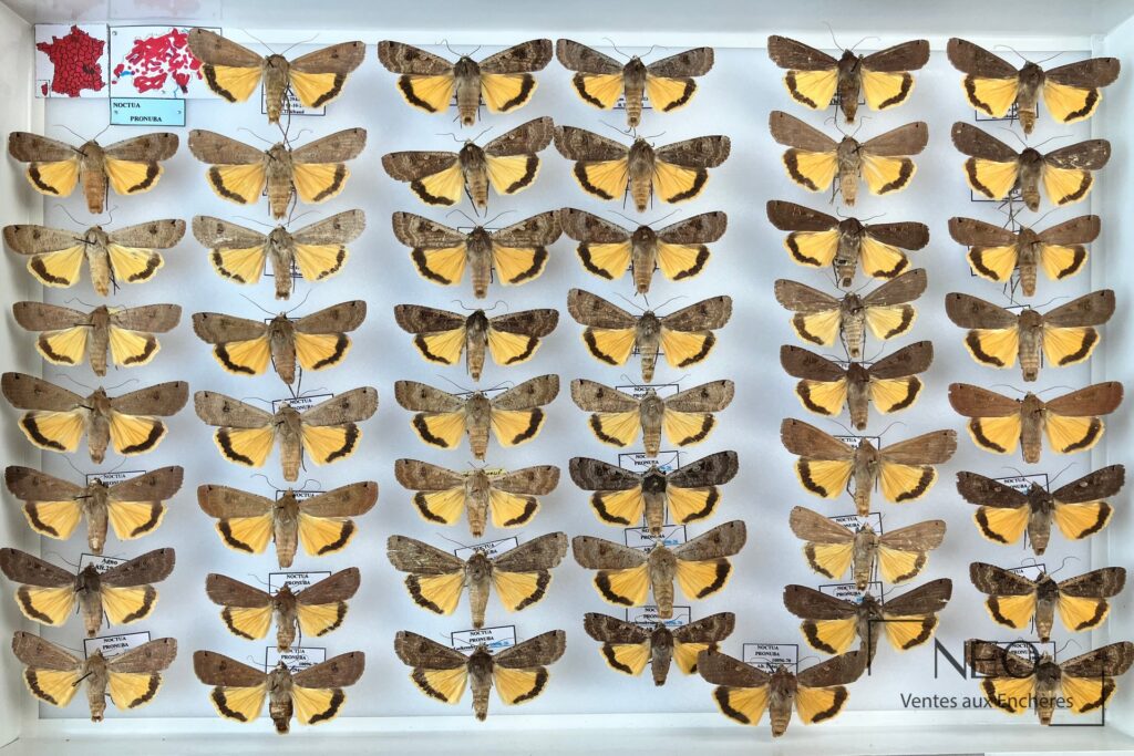 Boîte entomologique montrant de nombreux papillons de nuit montés sur fond blanc