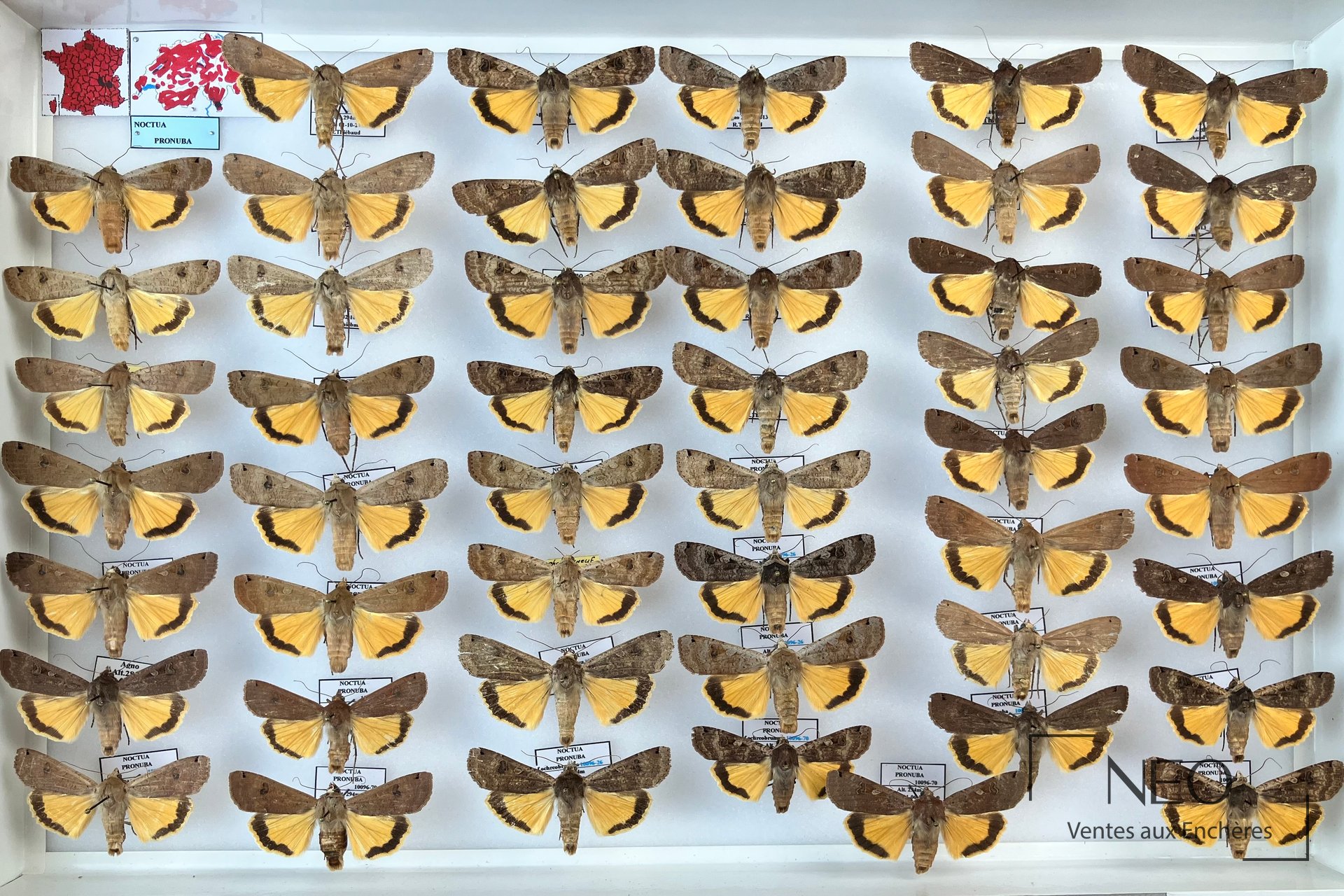 Hétérocères paléarctiques divers, lot de 10 boîtes entomologiques