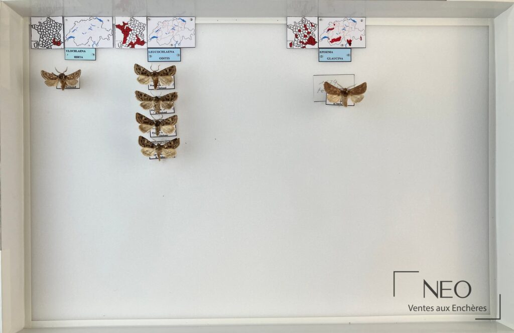 Boîte entomologique présentant plusieurs hétérocères paléarctiques montés sur fond clair