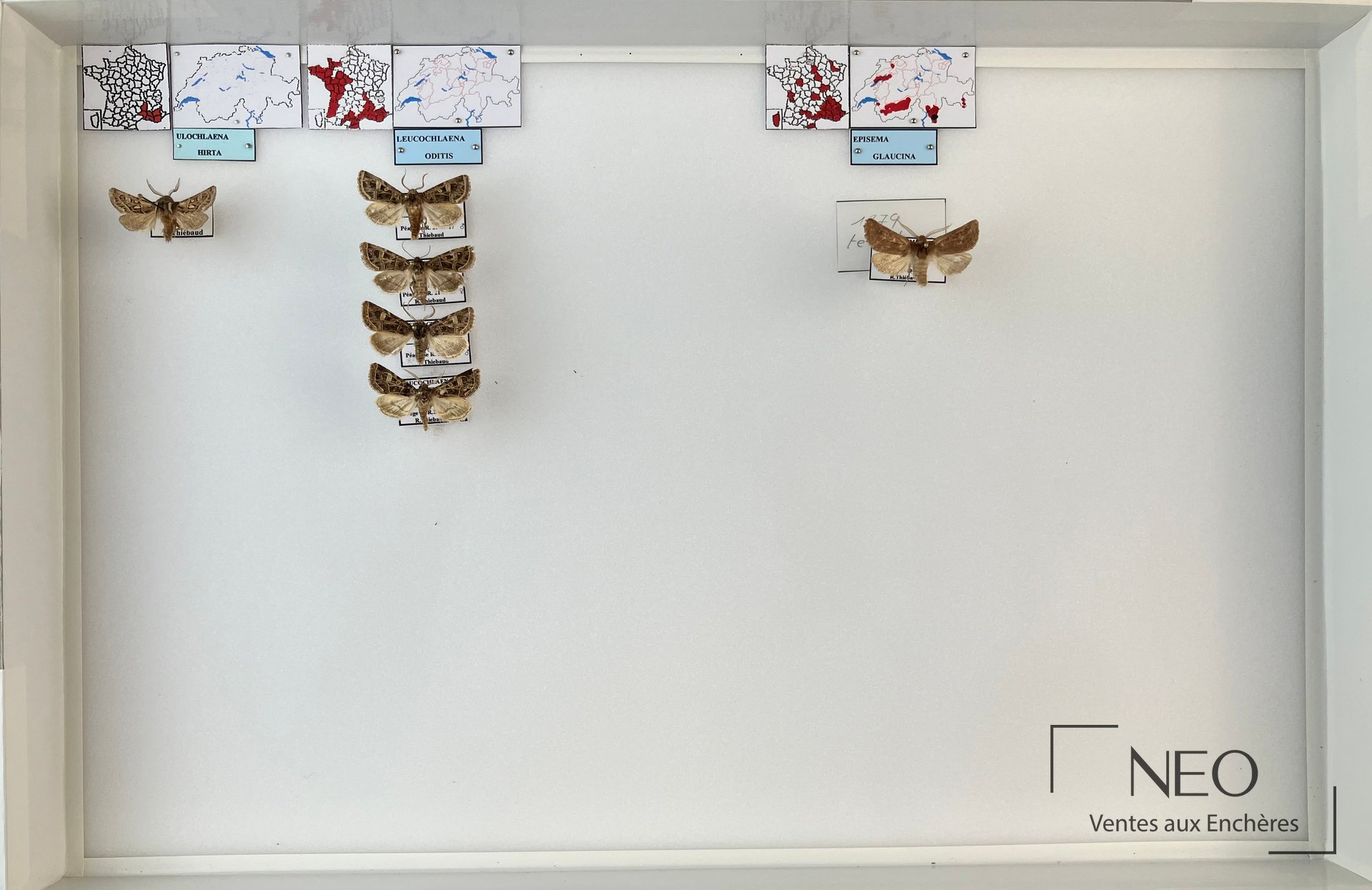 Boîte entomologique présentant plusieurs hétérocères paléarctiques montés sur fond clair