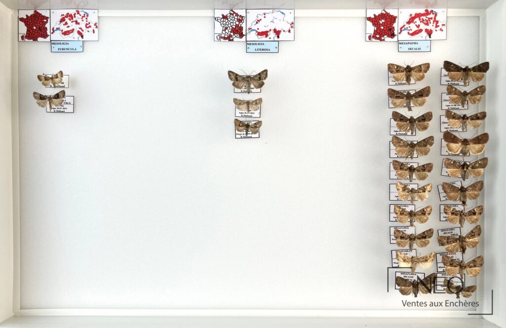 Boîte entomologique avec plusieurs hétérocères montés et étiquettes nominatives.