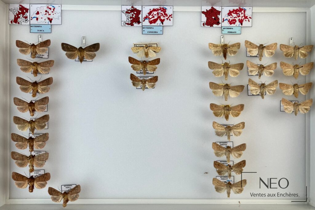 Boîte entomologique avec plusieurs hétérocères montés et étiquetés