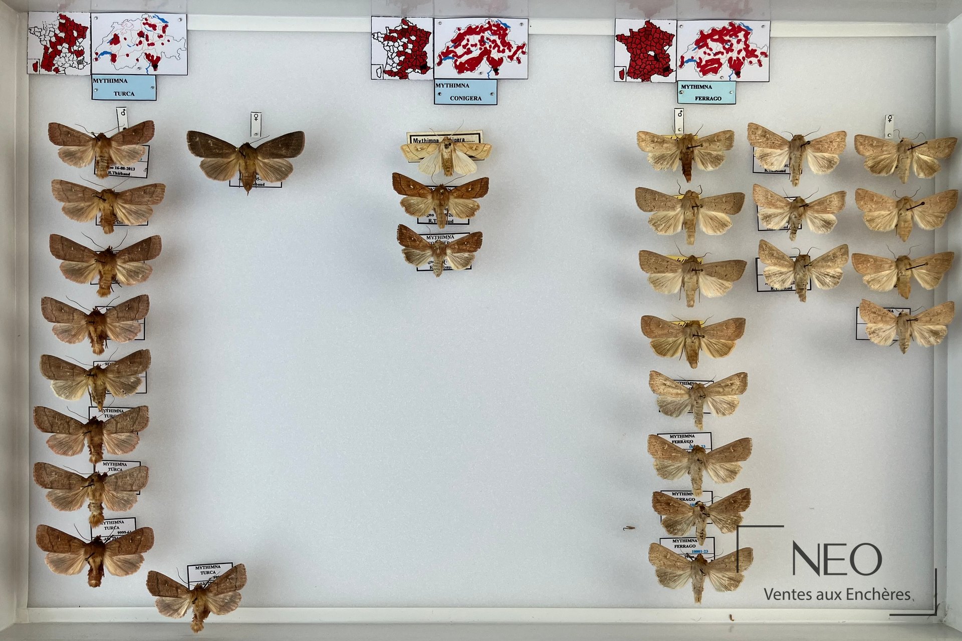Boîte entomologique avec plusieurs hétérocères montés et étiquetés